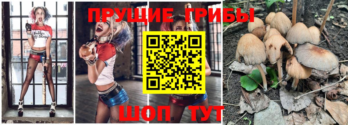 Псилоцибиновые грибы GOLDEN TEACHER  Вход с VPN  Киров  цена   Псилоцибиновые грибы Magic Shrooms 